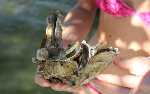 Oysters in Dominican Republic